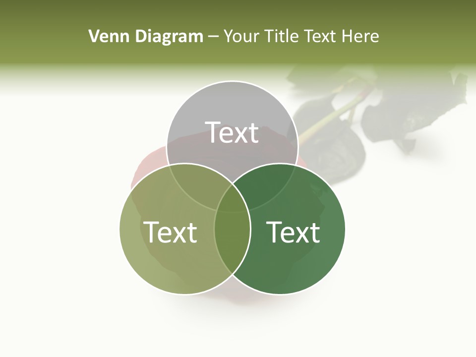 A Single Red Rose On A White Background PowerPoint Template