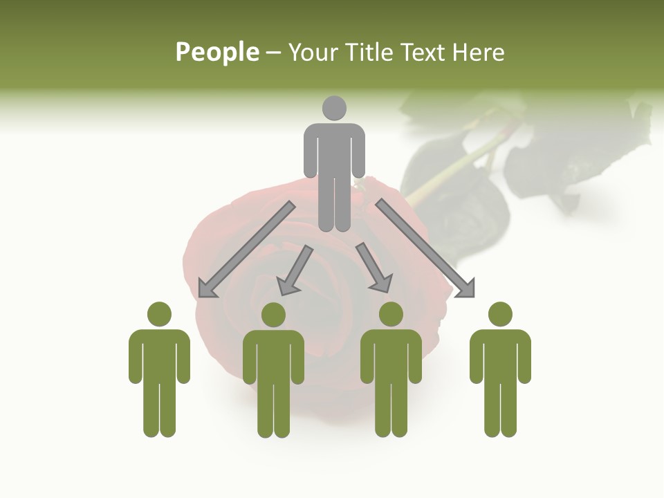 A Single Red Rose On A White Background PowerPoint Template