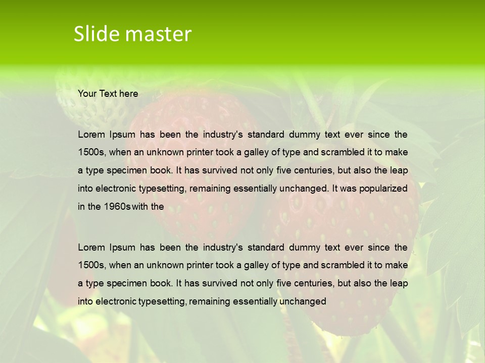 Ripening Strawberry Fruits On The Branch PowerPoint Template