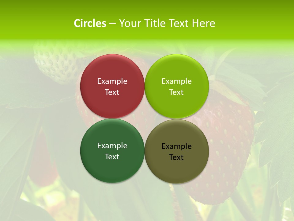 Ripening Strawberry Fruits On The Branch PowerPoint Template