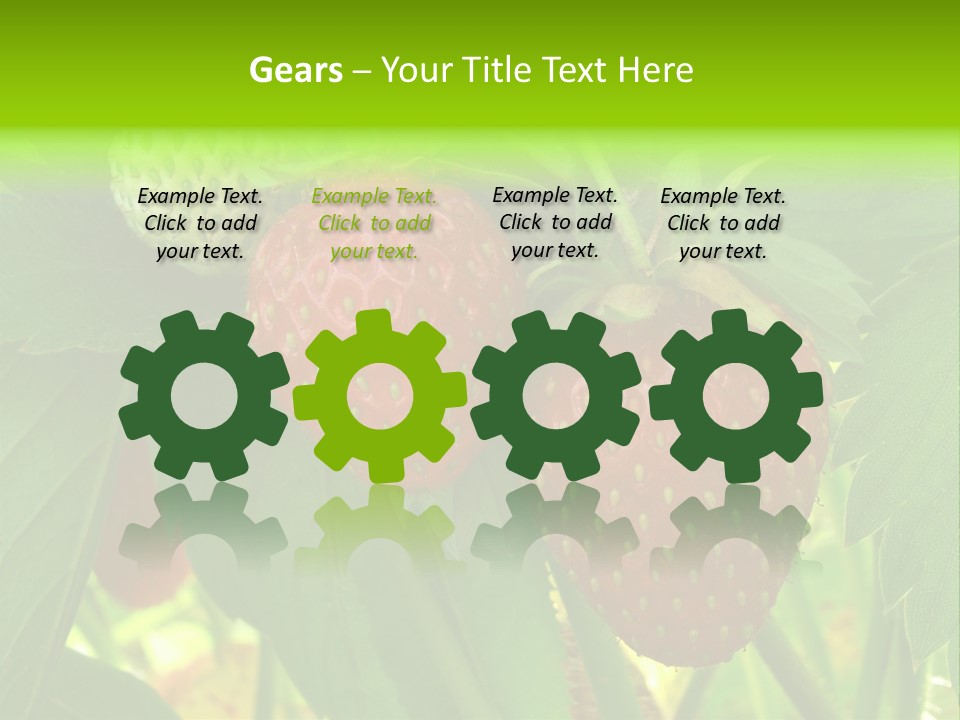 Ripening Strawberry Fruits On The Branch PowerPoint Template