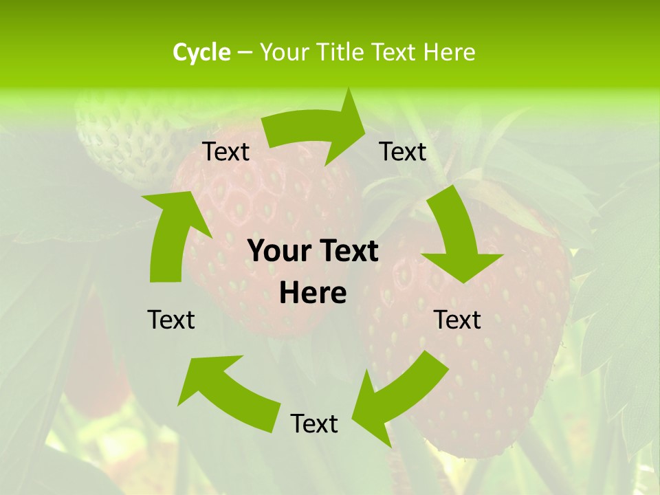 Ripening Strawberry Fruits On The Branch PowerPoint Template