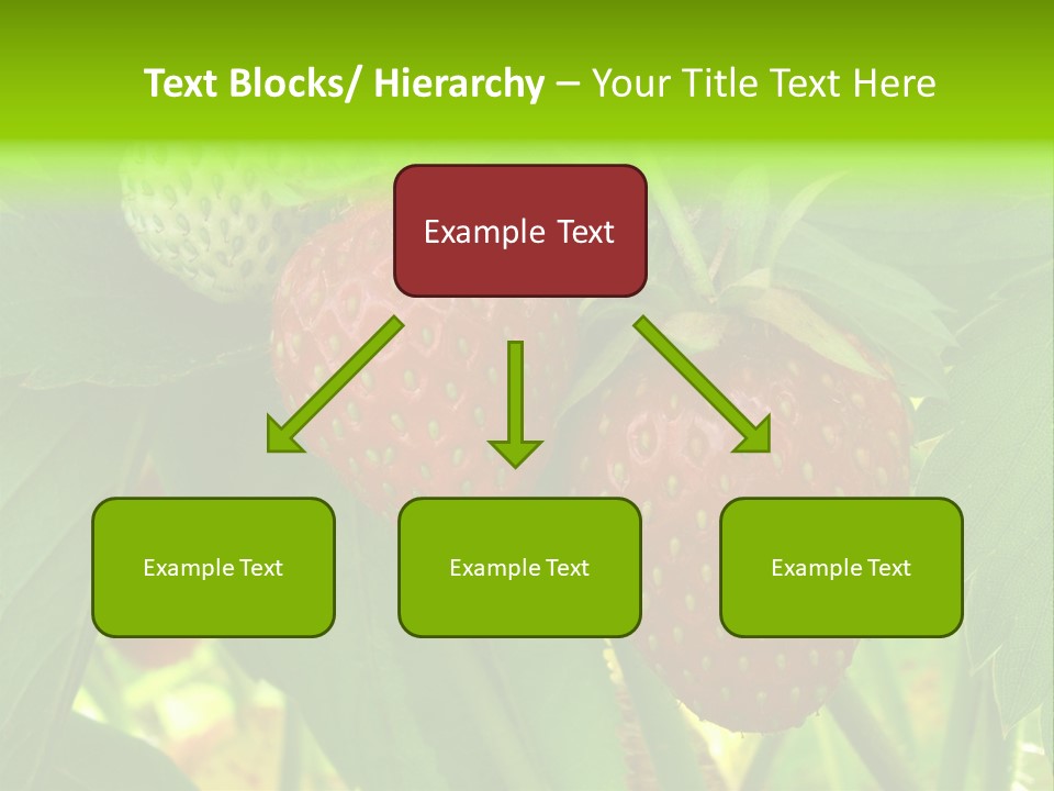 Ripening Strawberry Fruits On The Branch PowerPoint Template