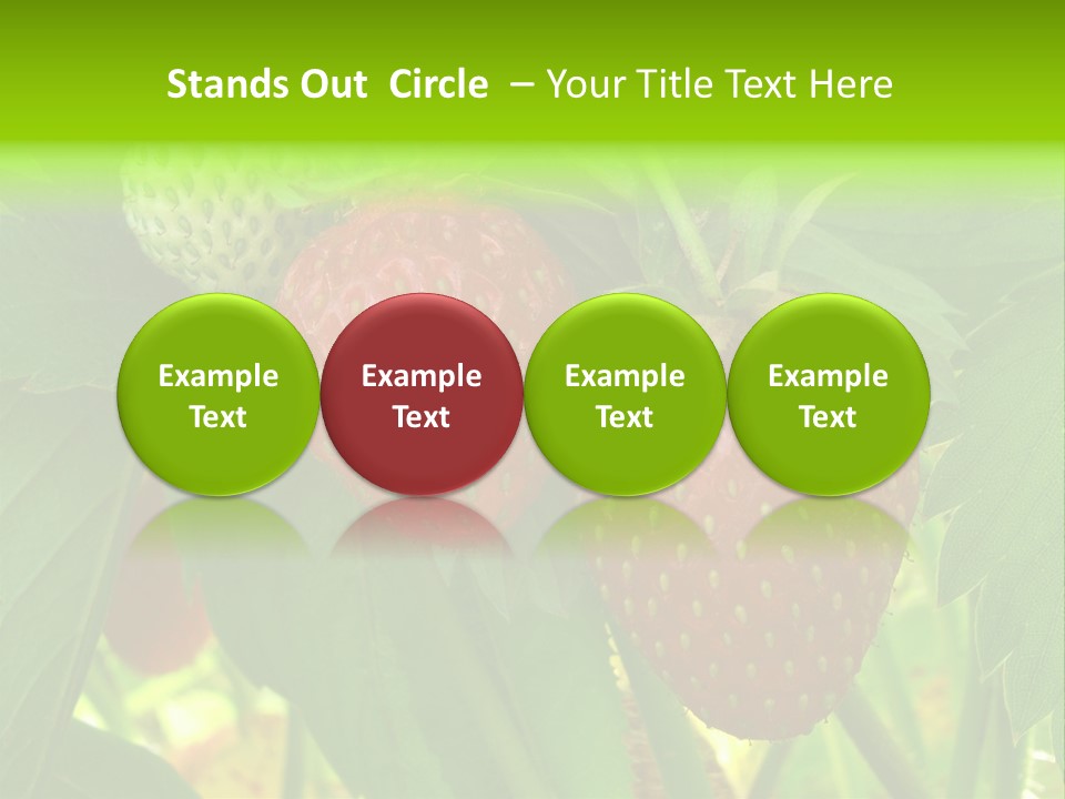 Ripening Strawberry Fruits On The Branch PowerPoint Template