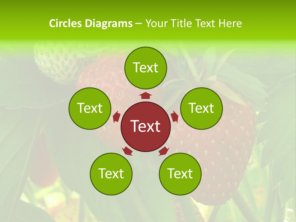 Ripening Strawberry Fruits On The Branch PowerPoint Template