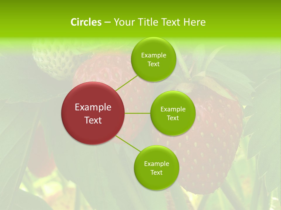 Ripening Strawberry Fruits On The Branch PowerPoint Template