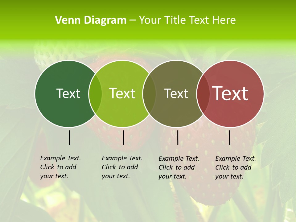 Ripening Strawberry Fruits On The Branch PowerPoint Template
