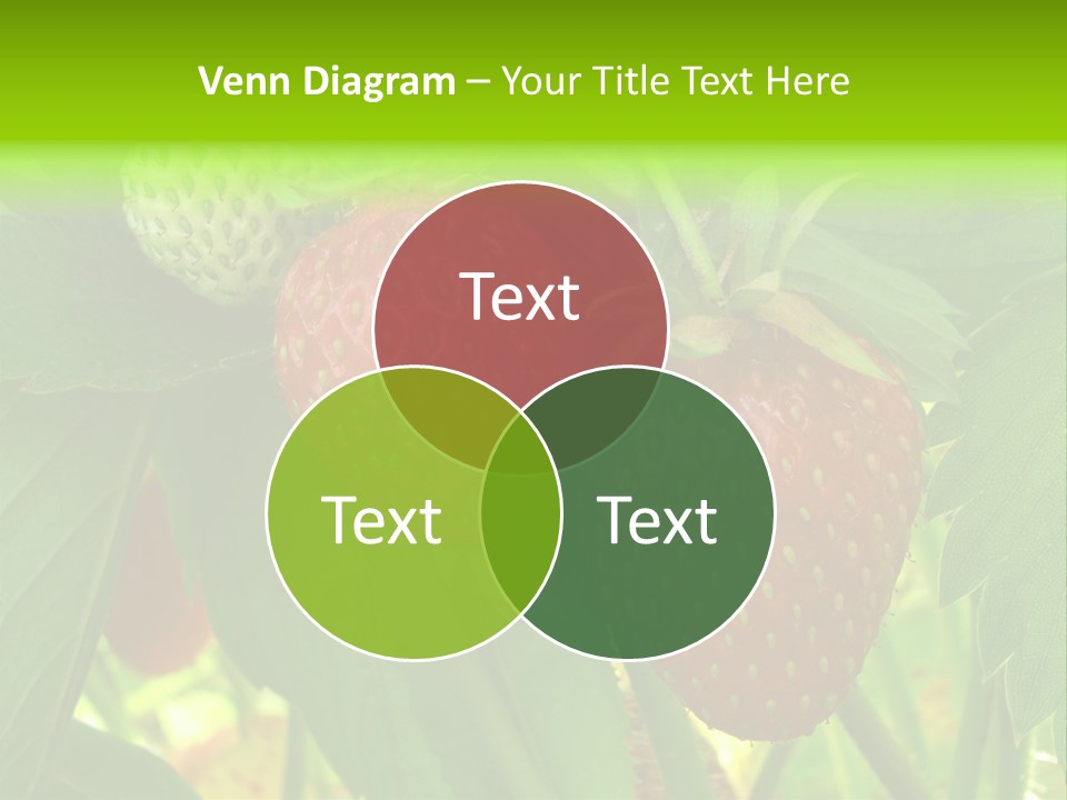 Ripening Strawberry Fruits On The Branch PowerPoint Template