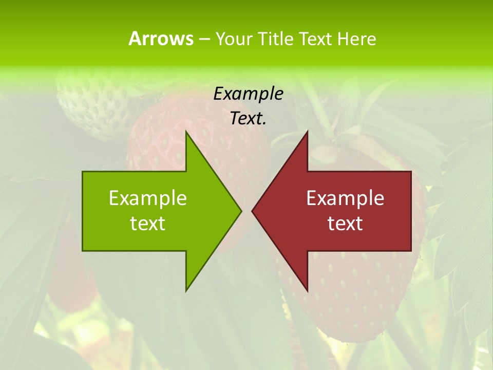 Ripening Strawberry Fruits On The Branch PowerPoint Template