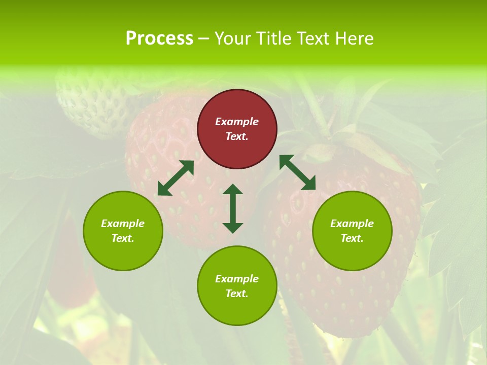 Ripening Strawberry Fruits On The Branch PowerPoint Template