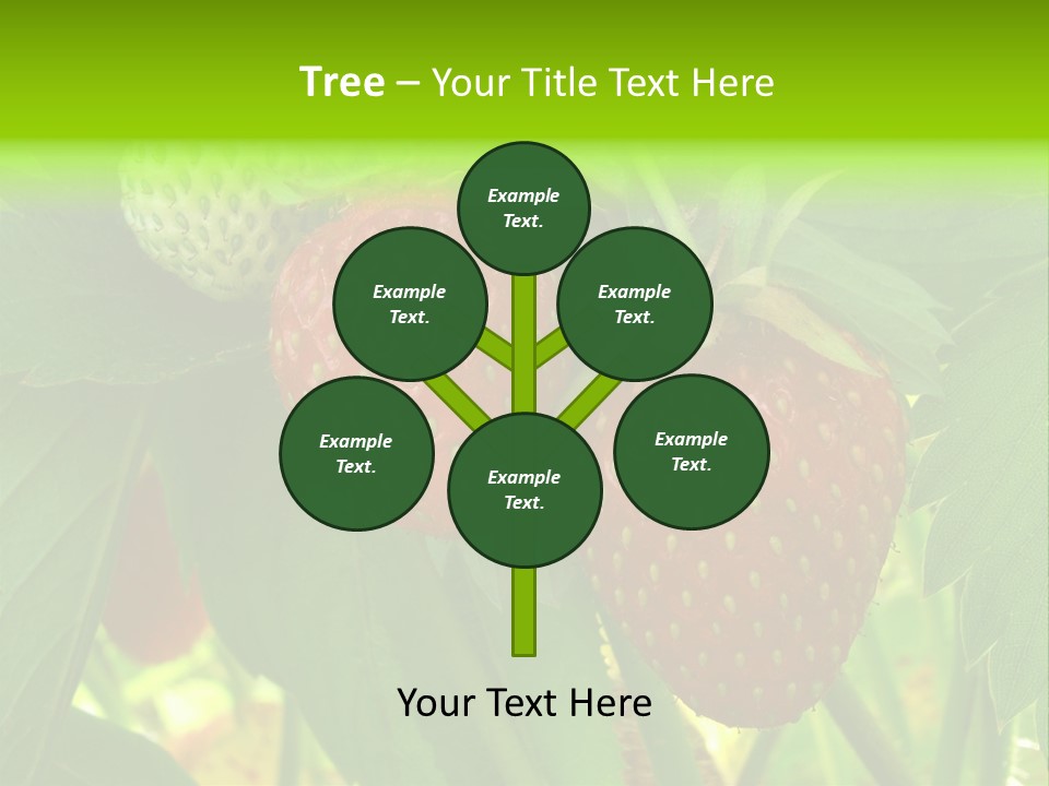 Ripening Strawberry Fruits On The Branch PowerPoint Template