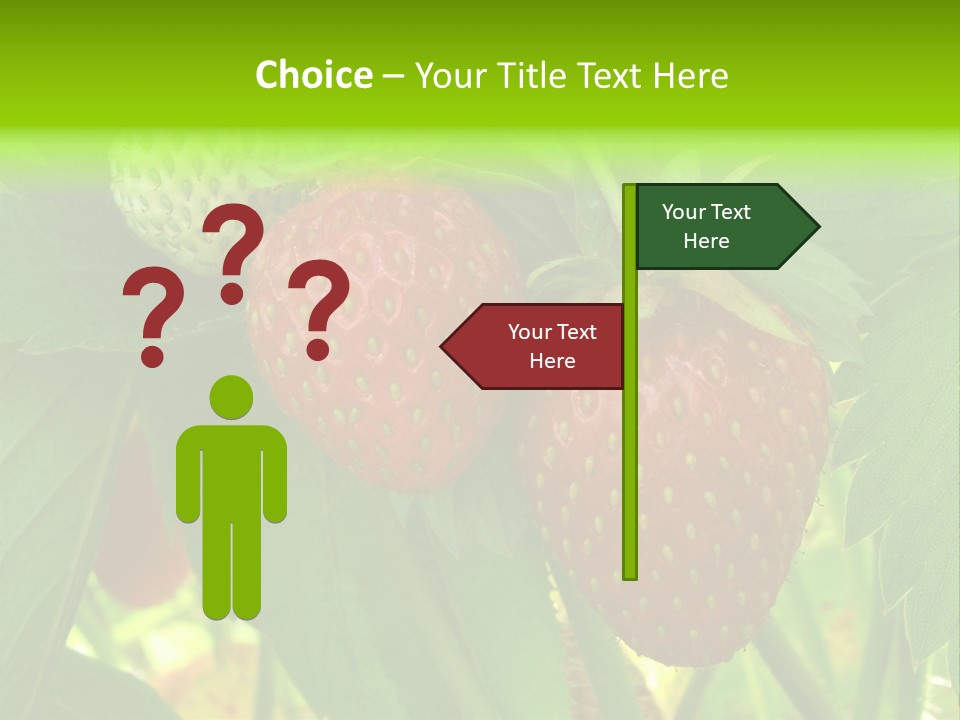 Ripening Strawberry Fruits On The Branch PowerPoint Template