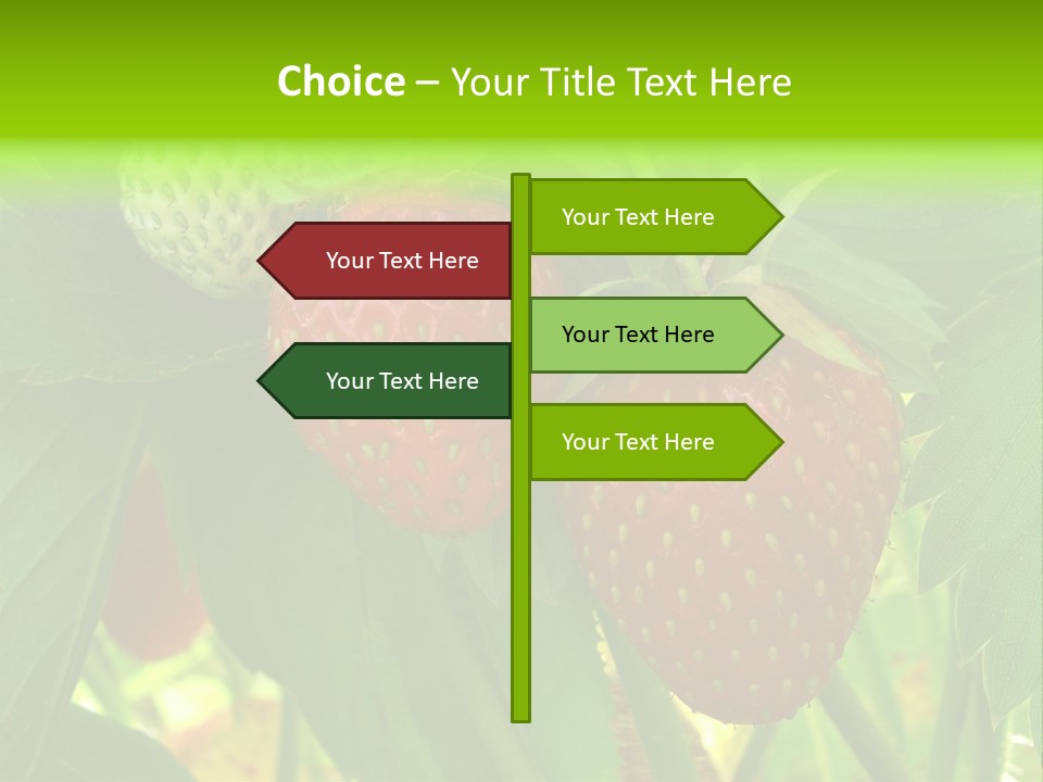 Ripening Strawberry Fruits On The Branch PowerPoint Template