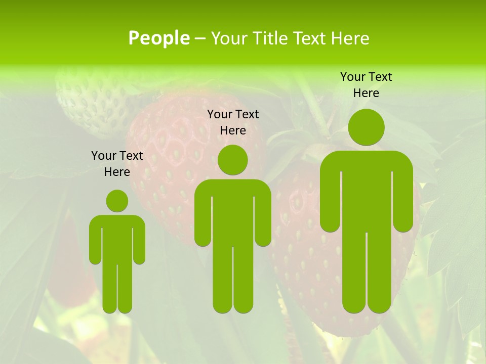 Ripening Strawberry Fruits On The Branch PowerPoint Template