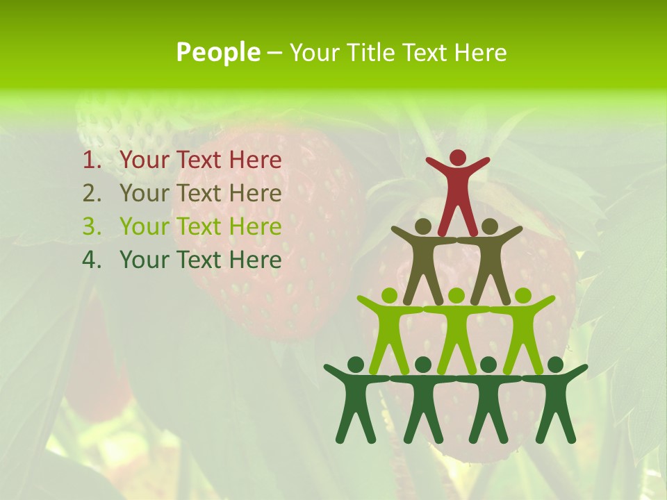 Ripening Strawberry Fruits On The Branch PowerPoint Template