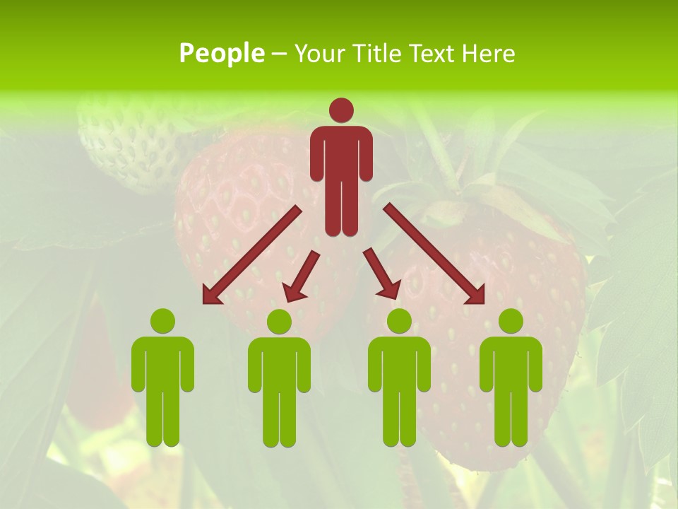 Ripening Strawberry Fruits On The Branch PowerPoint Template