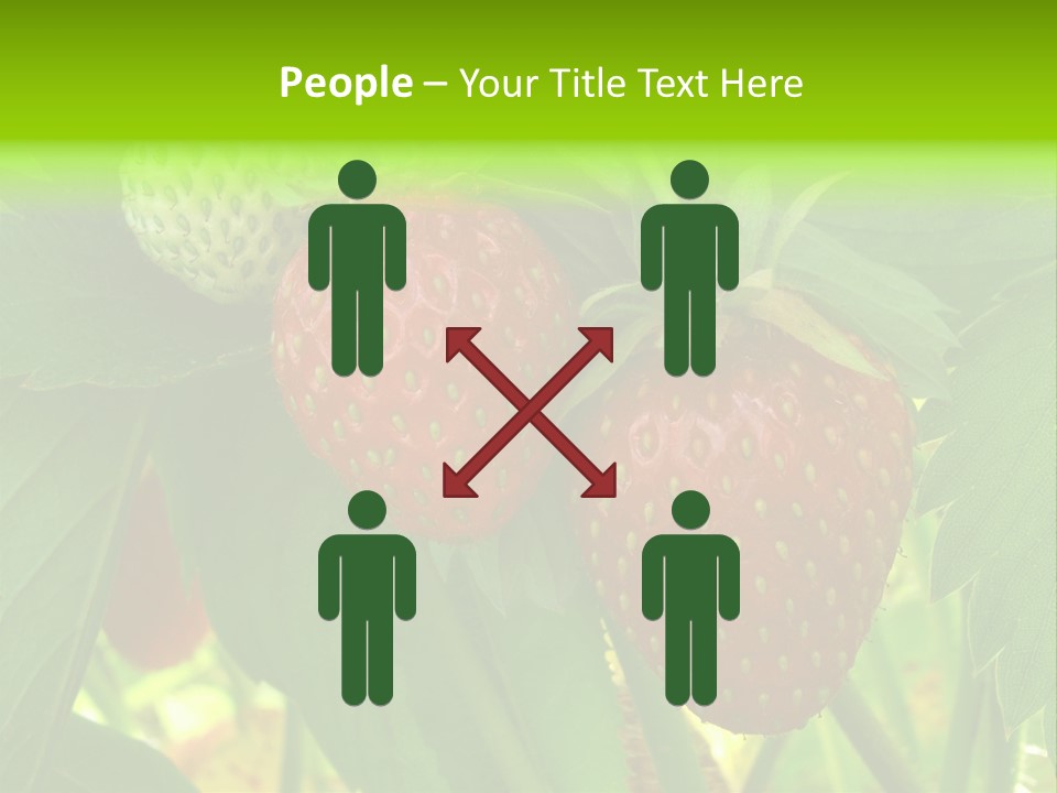 Ripening Strawberry Fruits On The Branch PowerPoint Template