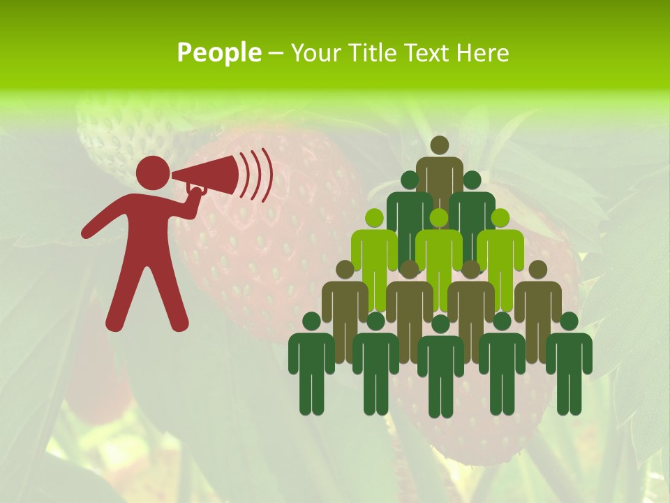 Ripening Strawberry Fruits On The Branch PowerPoint Template