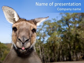 Close Up Of Inquisitive Kangaroo Poking His Tongue Out PowerPoint Template