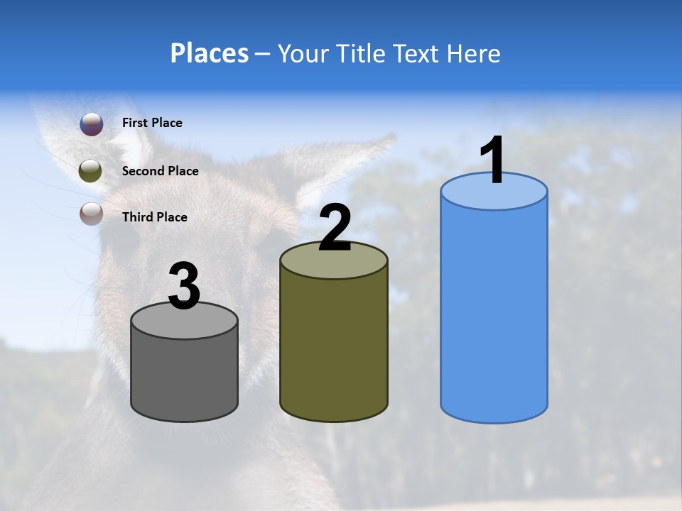 Close Up Of Inquisitive Kangaroo Poking His Tongue Out PowerPoint Template