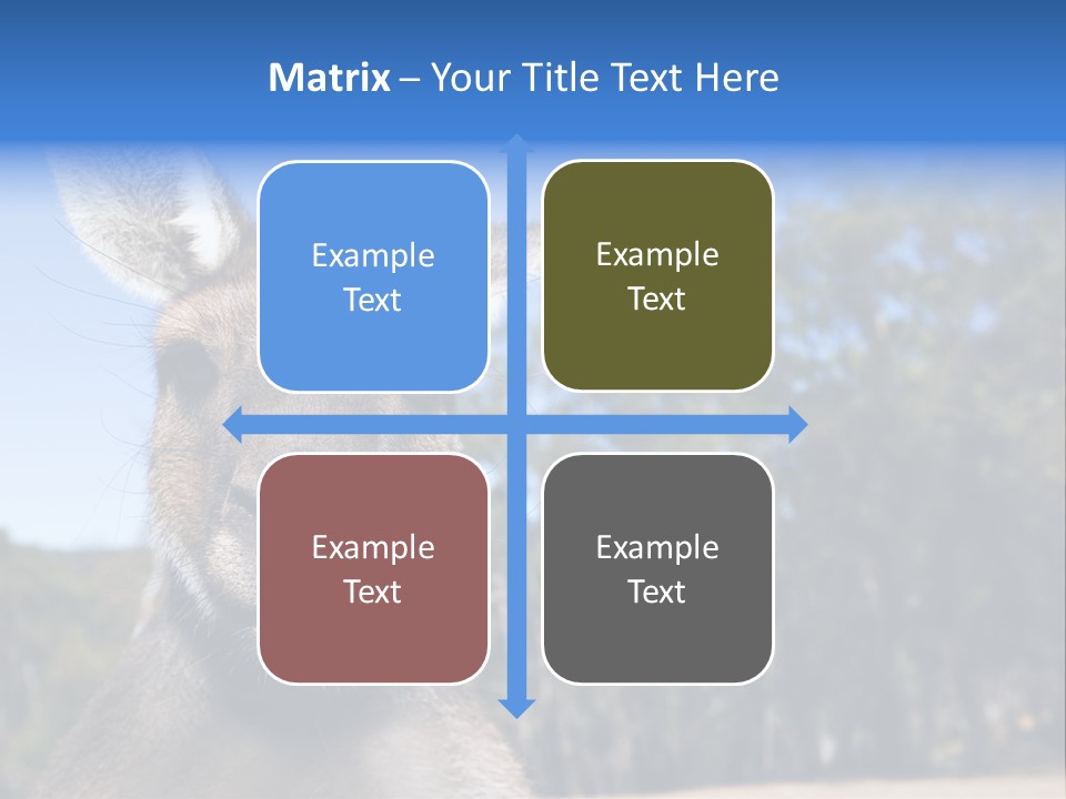 Close Up Of Inquisitive Kangaroo Poking His Tongue Out PowerPoint Template