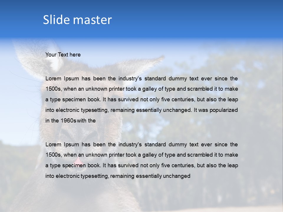 Close Up Of Inquisitive Kangaroo Poking His Tongue Out PowerPoint Template