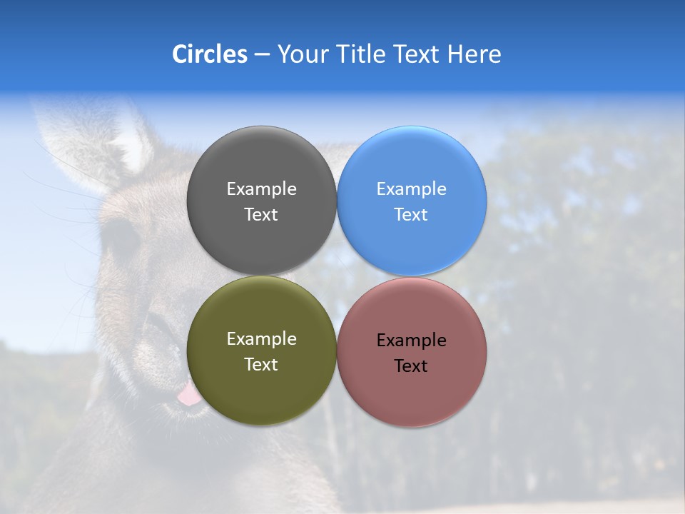 Close Up Of Inquisitive Kangaroo Poking His Tongue Out PowerPoint Template