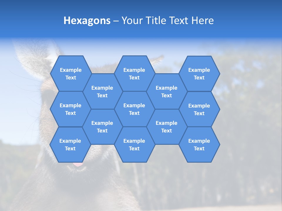 Close Up Of Inquisitive Kangaroo Poking His Tongue Out PowerPoint Template