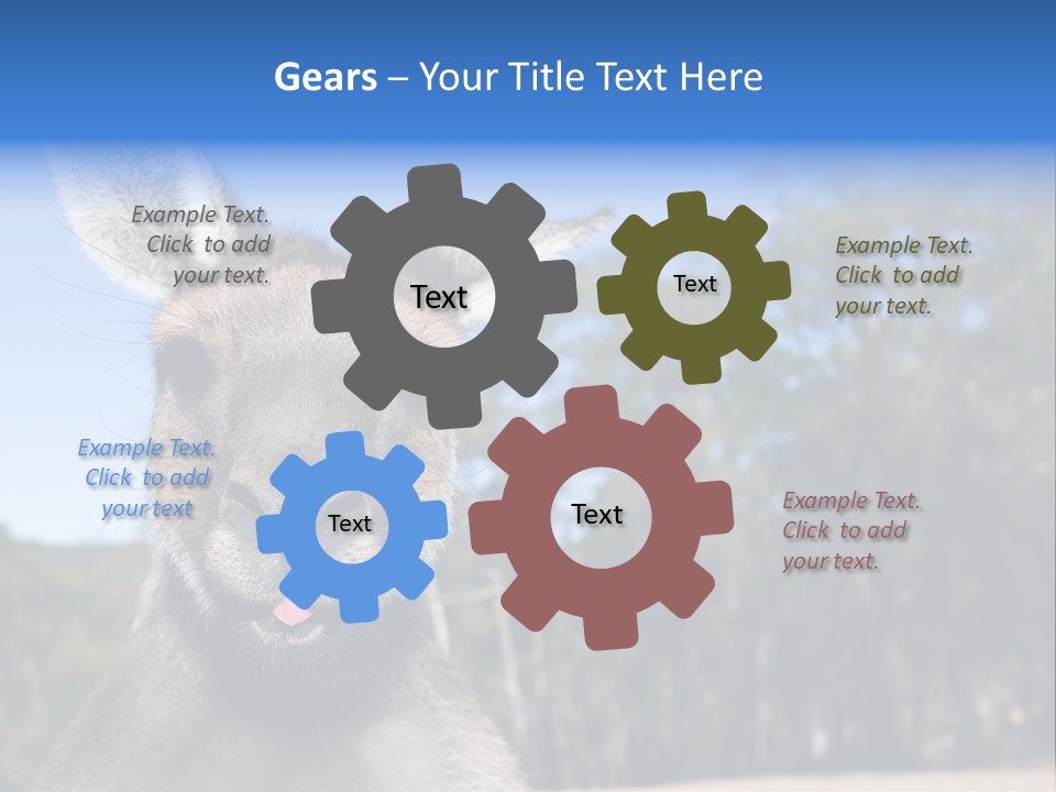 Close Up Of Inquisitive Kangaroo Poking His Tongue Out PowerPoint Template