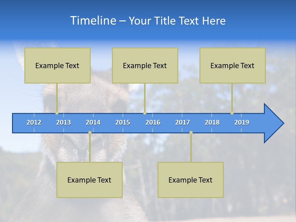 Close Up Of Inquisitive Kangaroo Poking His Tongue Out PowerPoint Template