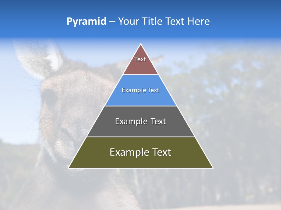 Close Up Of Inquisitive Kangaroo Poking His Tongue Out PowerPoint Template