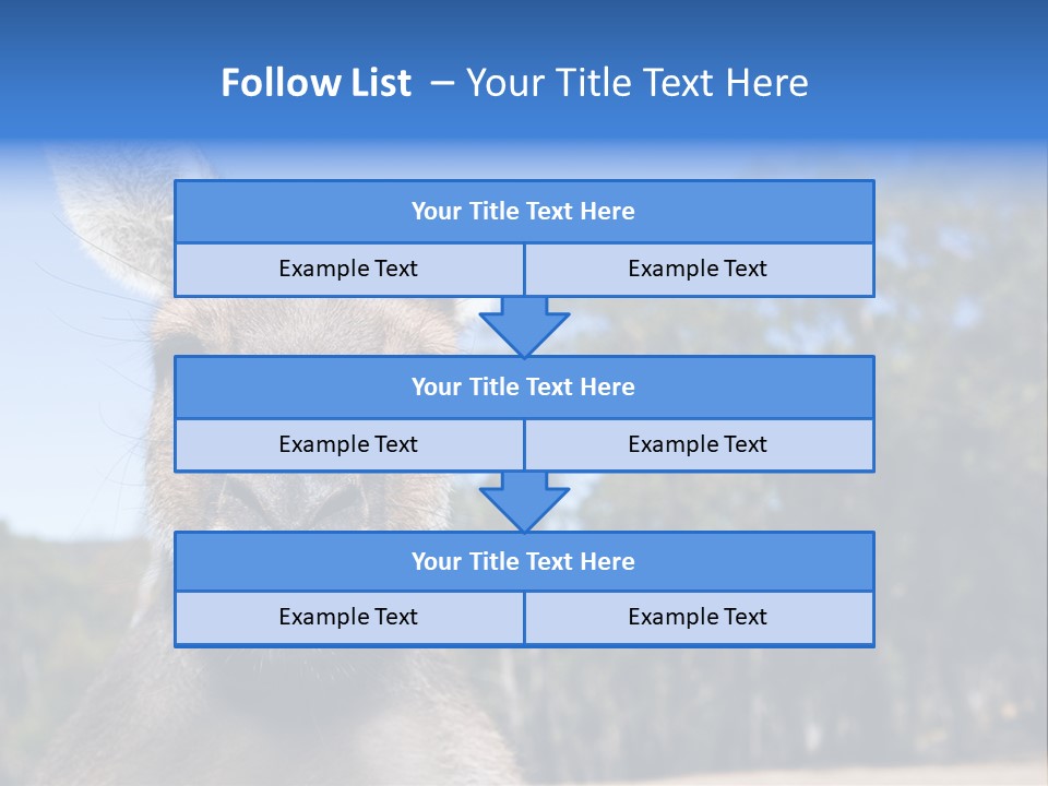 Close Up Of Inquisitive Kangaroo Poking His Tongue Out PowerPoint Template