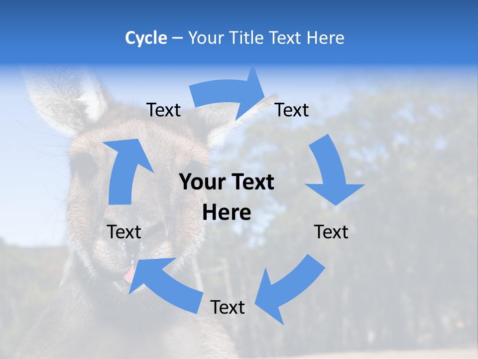 Close Up Of Inquisitive Kangaroo Poking His Tongue Out PowerPoint Template