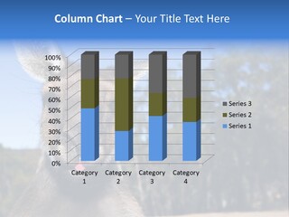 Close Up Of Inquisitive Kangaroo Poking His Tongue Out PowerPoint Template