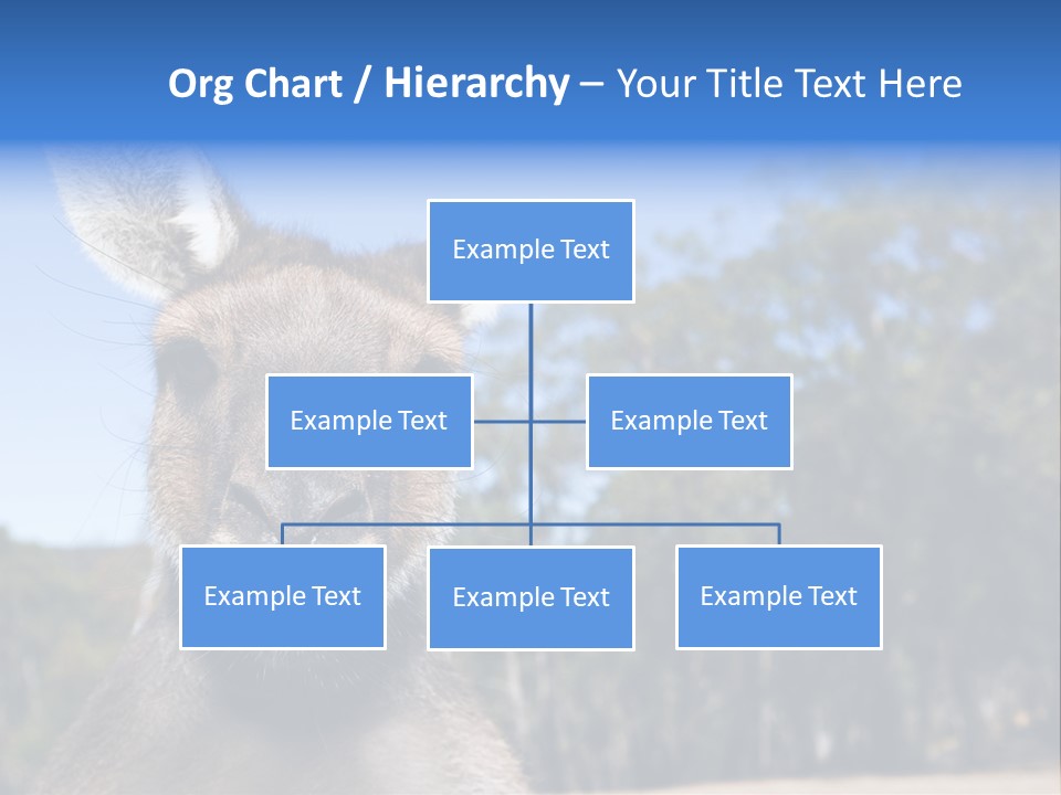 Close Up Of Inquisitive Kangaroo Poking His Tongue Out PowerPoint Template