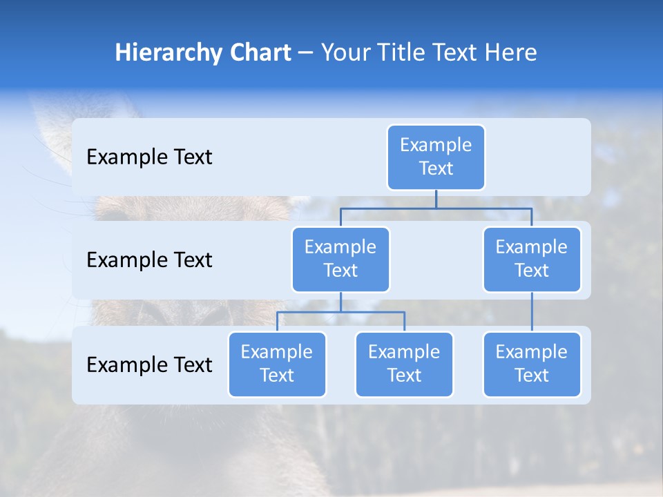 Close Up Of Inquisitive Kangaroo Poking His Tongue Out PowerPoint Template