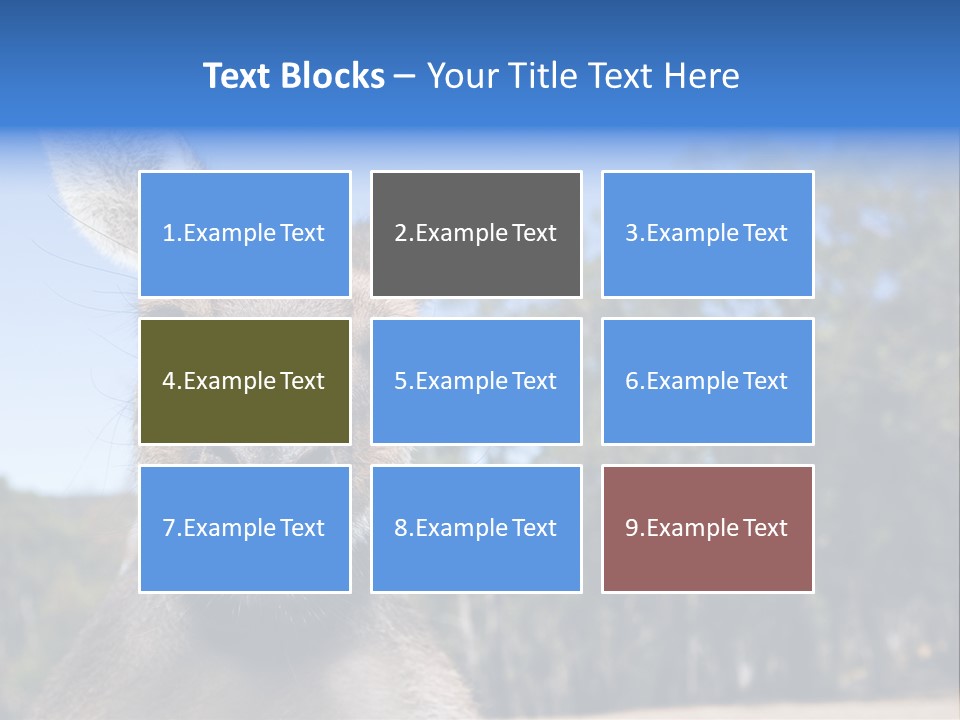 Close Up Of Inquisitive Kangaroo Poking His Tongue Out PowerPoint Template