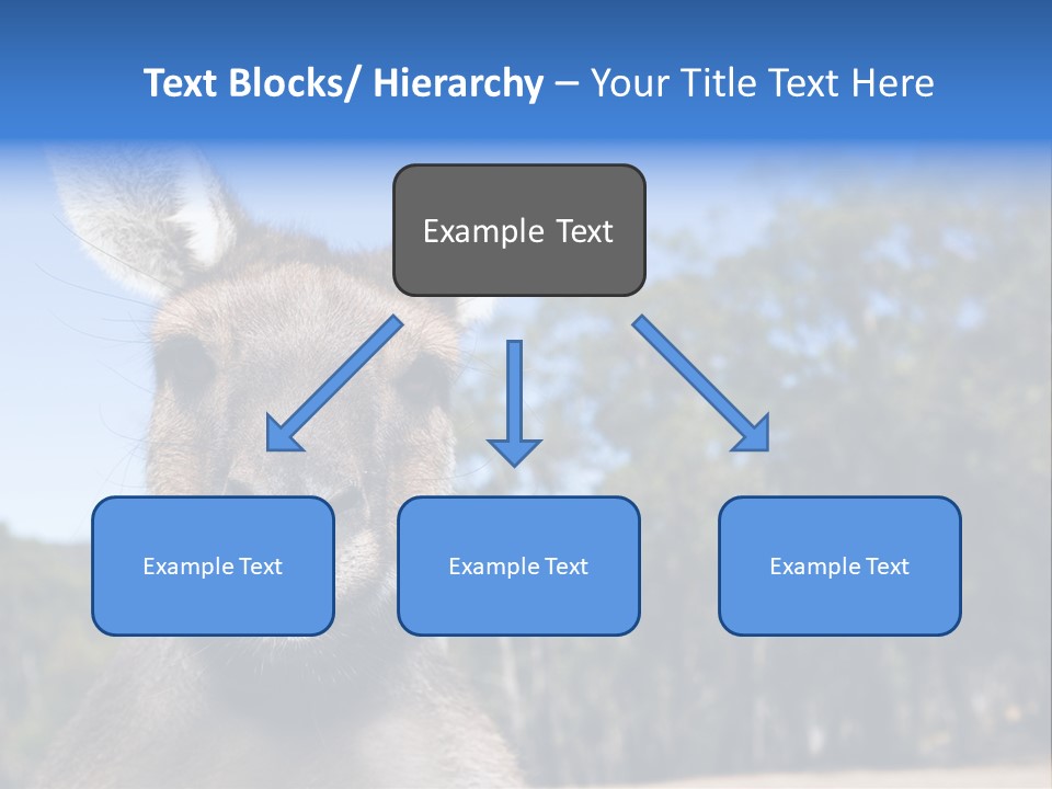 Close Up Of Inquisitive Kangaroo Poking His Tongue Out PowerPoint Template