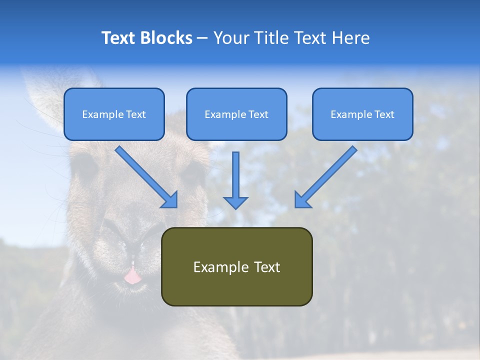 Close Up Of Inquisitive Kangaroo Poking His Tongue Out PowerPoint Template