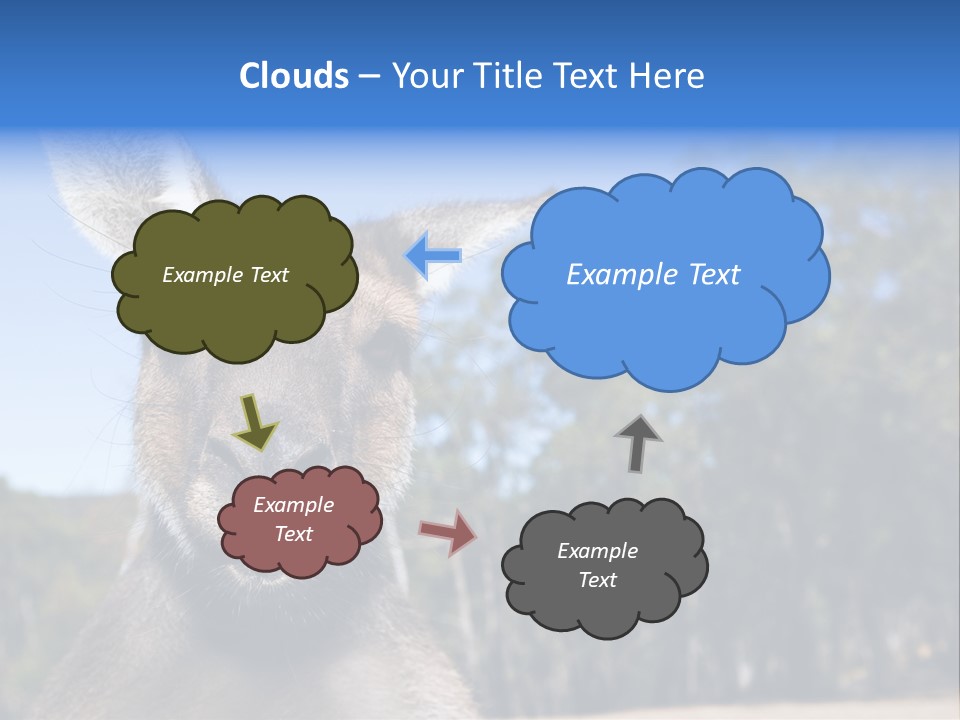 Close Up Of Inquisitive Kangaroo Poking His Tongue Out PowerPoint Template