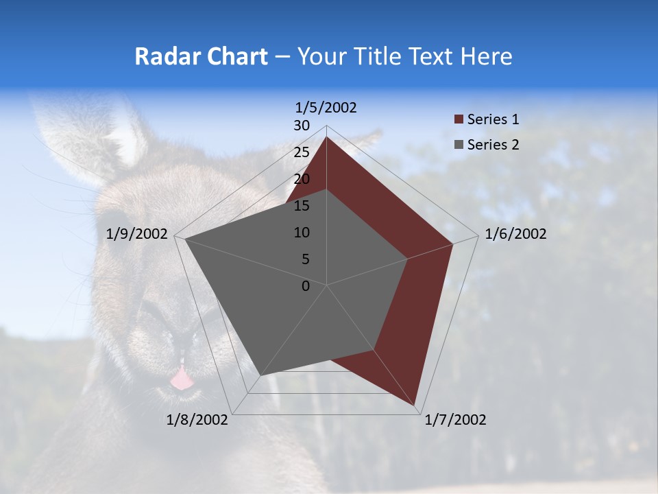 Close Up Of Inquisitive Kangaroo Poking His Tongue Out PowerPoint Template