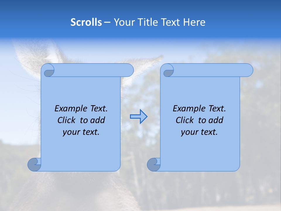 Close Up Of Inquisitive Kangaroo Poking His Tongue Out PowerPoint Template
