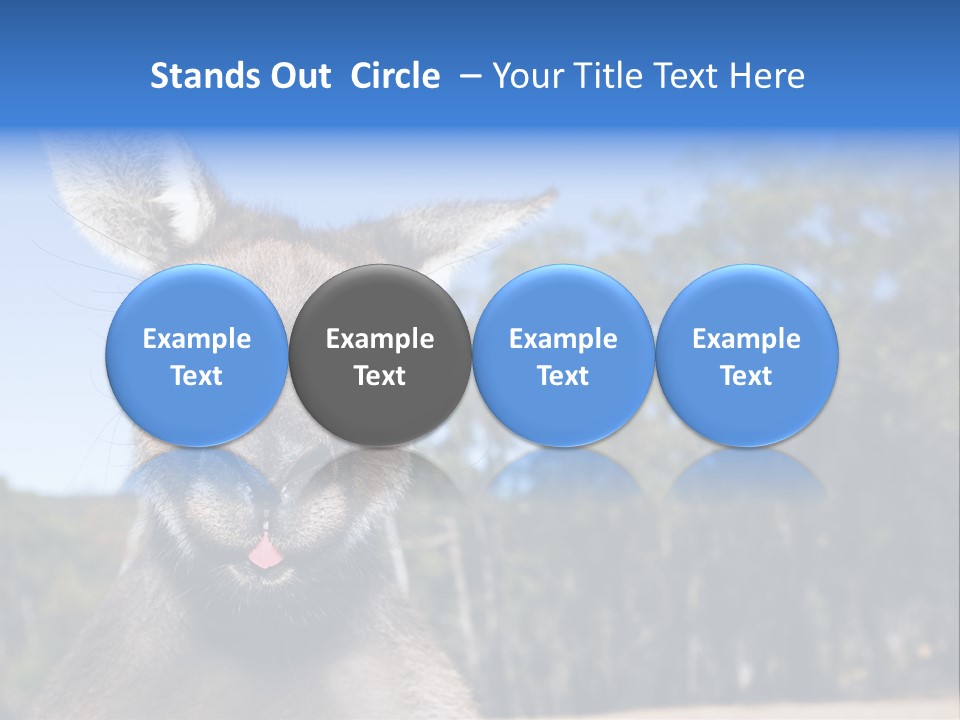 Close Up Of Inquisitive Kangaroo Poking His Tongue Out PowerPoint Template
