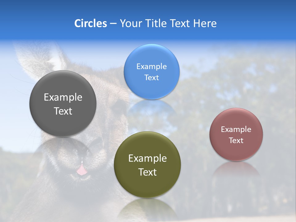 Close Up Of Inquisitive Kangaroo Poking His Tongue Out PowerPoint Template