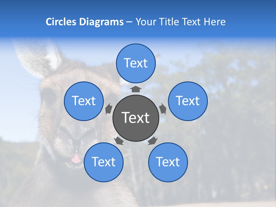 Close Up Of Inquisitive Kangaroo Poking His Tongue Out PowerPoint Template