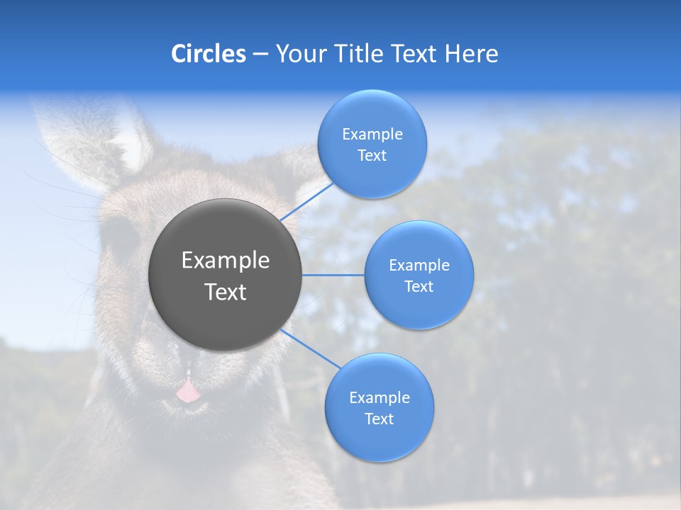 Close Up Of Inquisitive Kangaroo Poking His Tongue Out PowerPoint Template