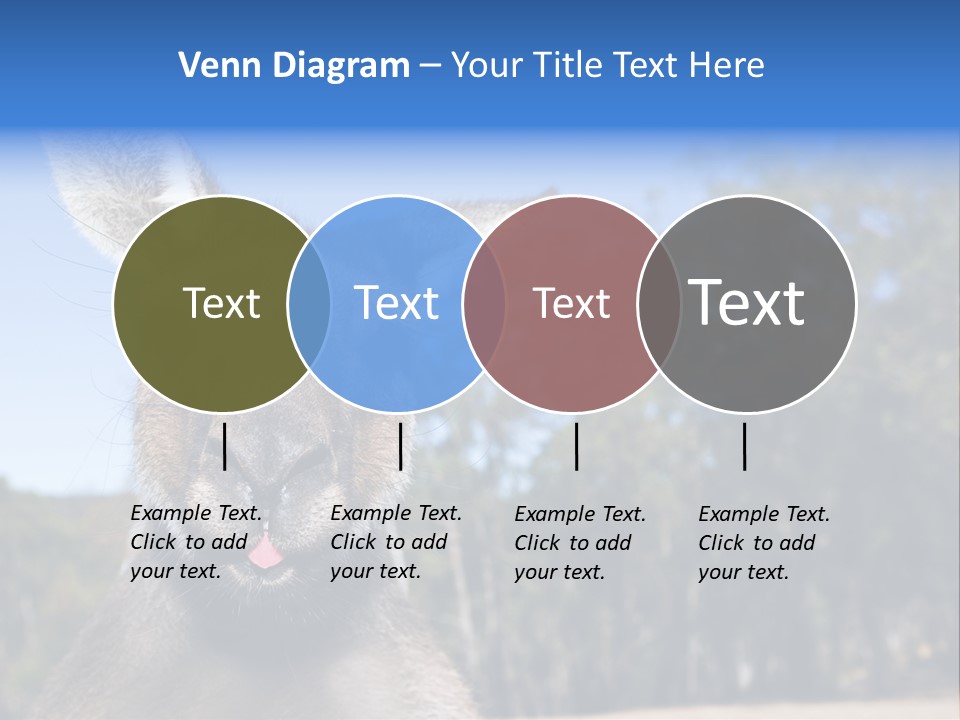 Close Up Of Inquisitive Kangaroo Poking His Tongue Out PowerPoint Template