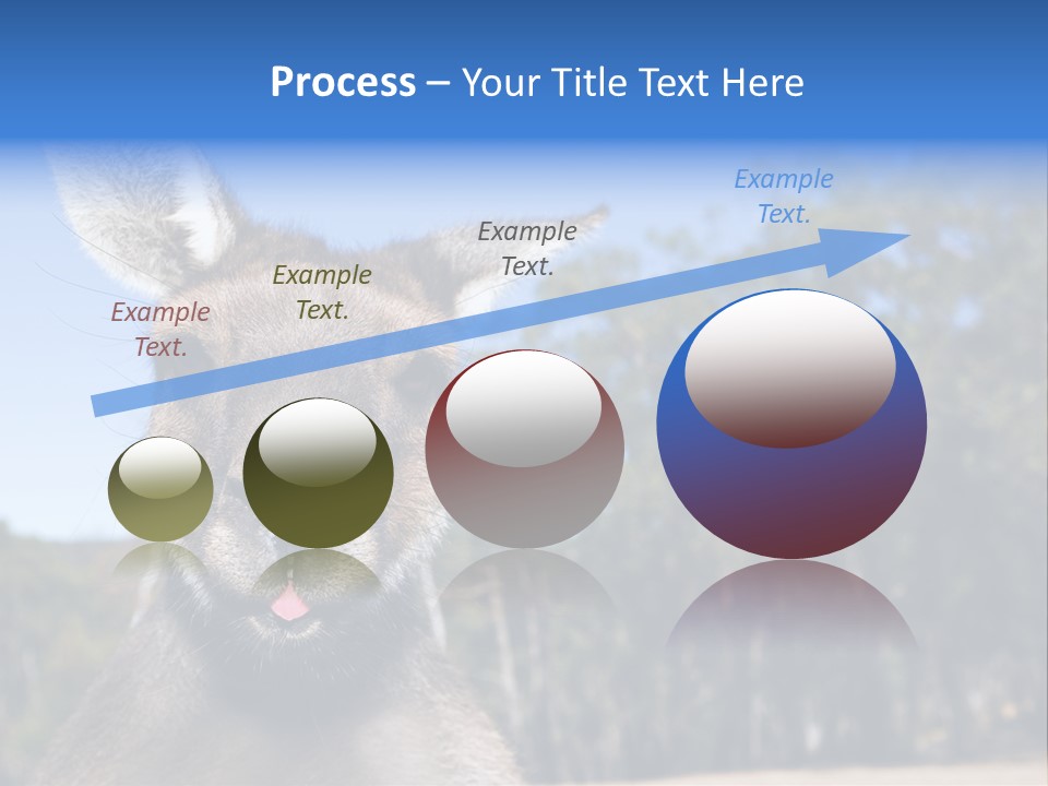 Close Up Of Inquisitive Kangaroo Poking His Tongue Out PowerPoint Template
