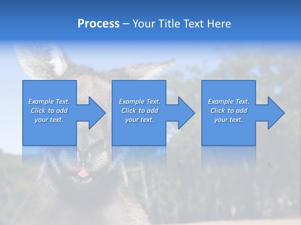 Close Up Of Inquisitive Kangaroo Poking His Tongue Out PowerPoint Template
