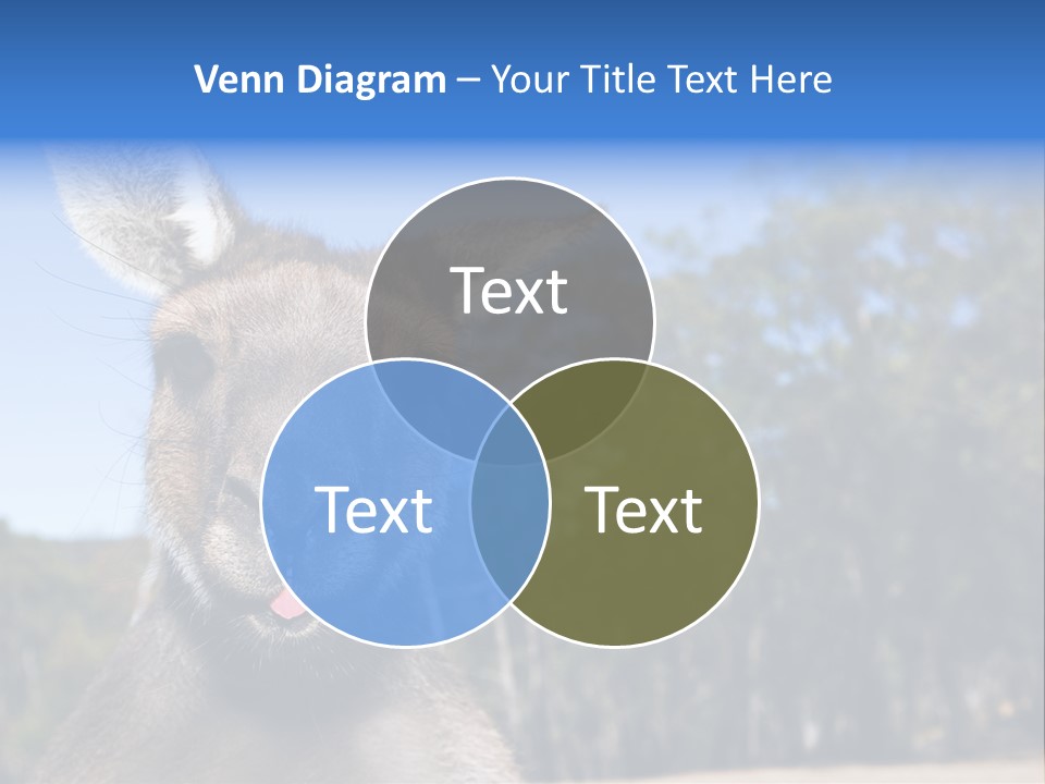 Close Up Of Inquisitive Kangaroo Poking His Tongue Out PowerPoint Template